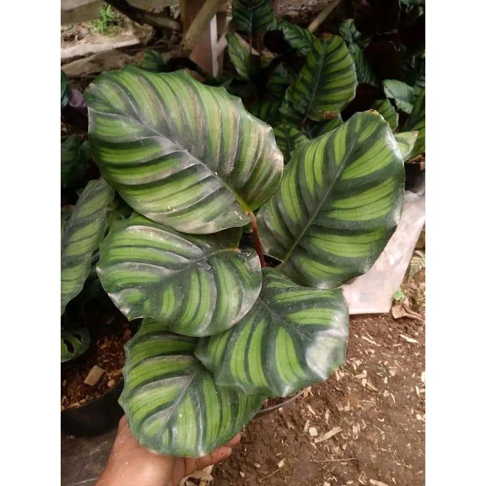 calathea rotundifolia tanaman jenis calathea