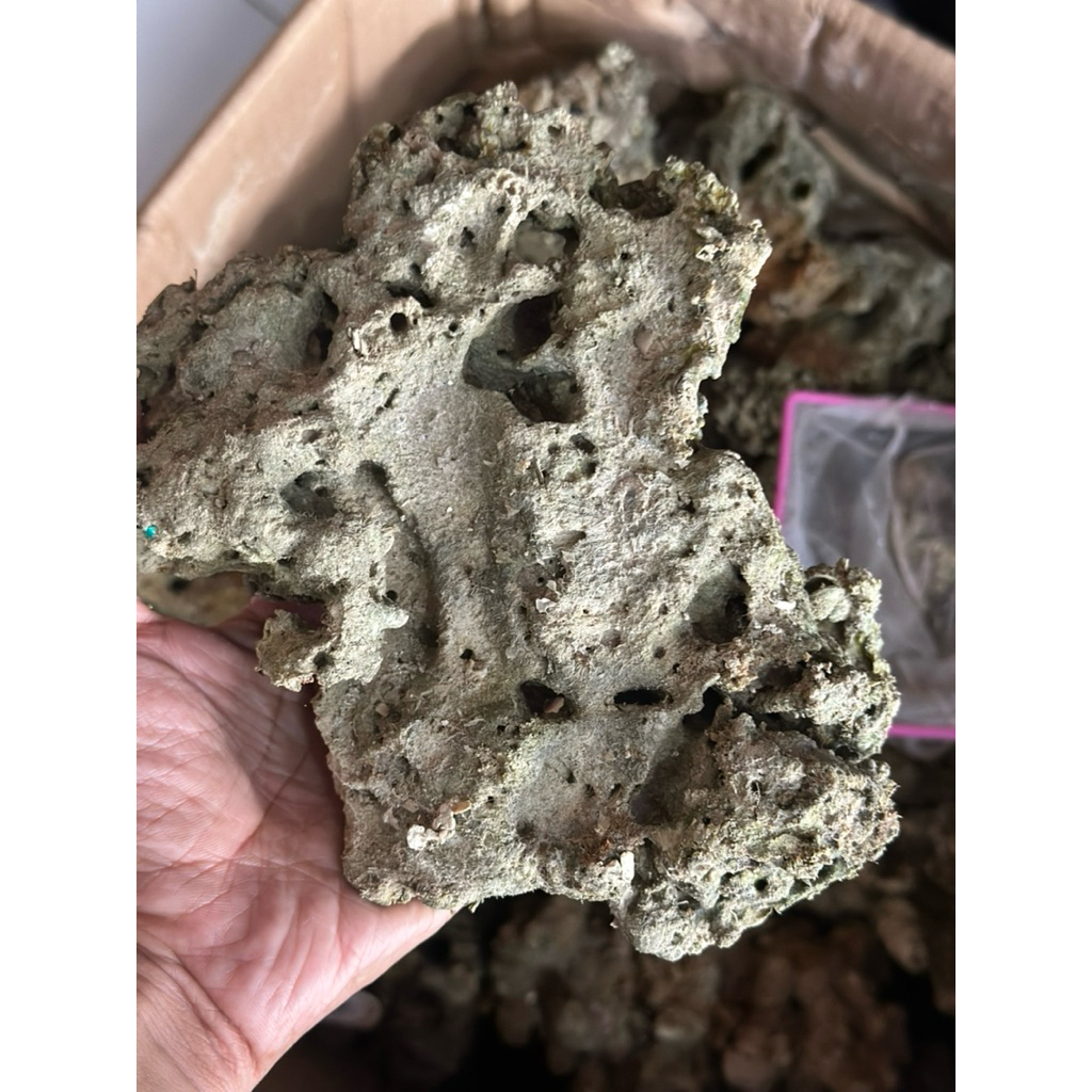 karang dead rock deadrock karang mati batu untuk scaping aquarium laut