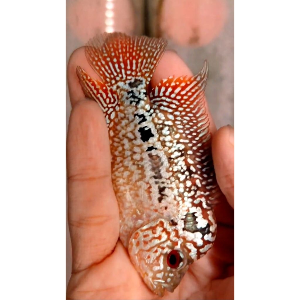 super red  kamfa F2 vvip  Male import -+ 6,5cm