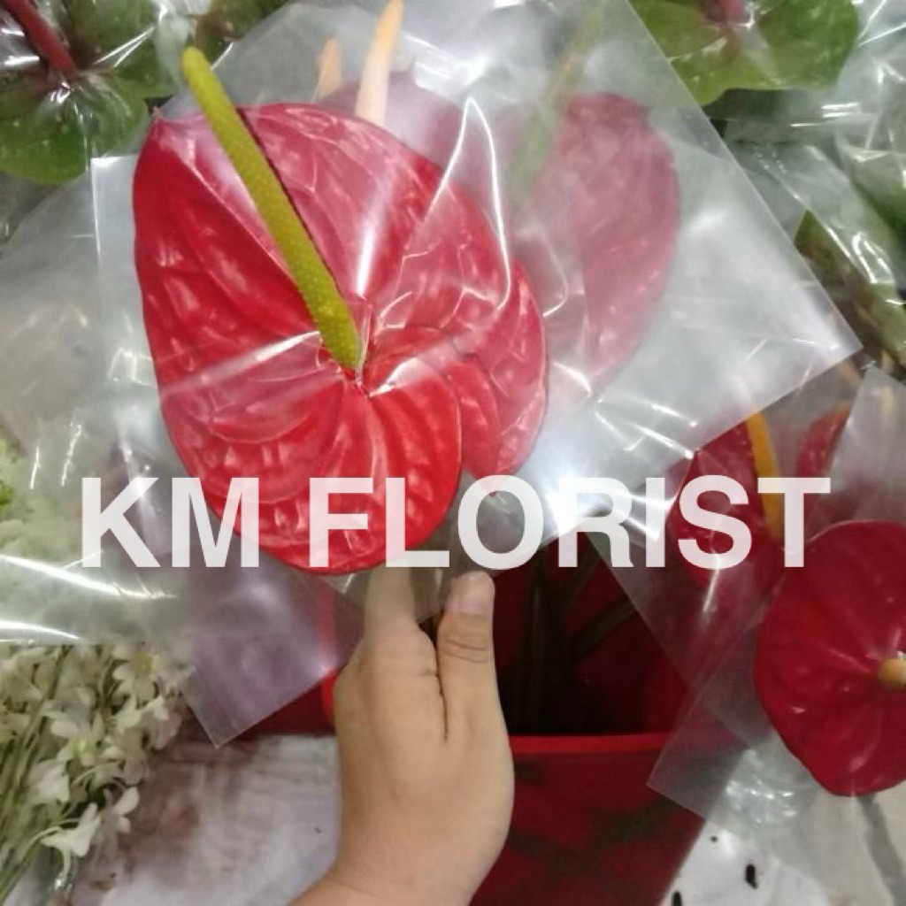 Bunga potong anthurium per tangkai  Anthurium Merah Potong Bunga Segar Bunga Potong Dekorasi