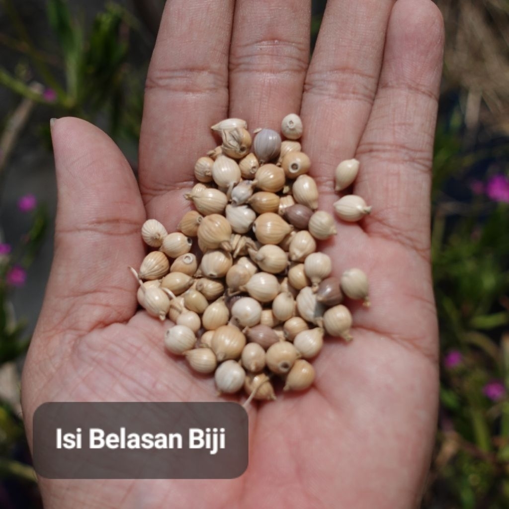 Benih Jali Ketan Mewalik