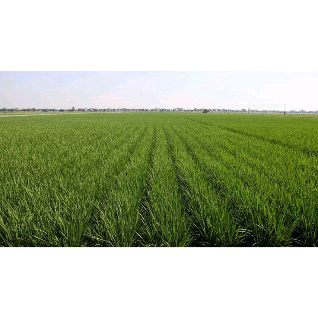 BENIH PADI INPARI 16 KEMASAN 1KG