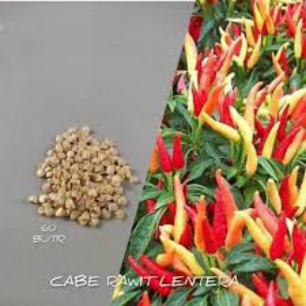 ( 60 BUTIR ) BENIH BIJI CABE RAWIT LENTERA F1