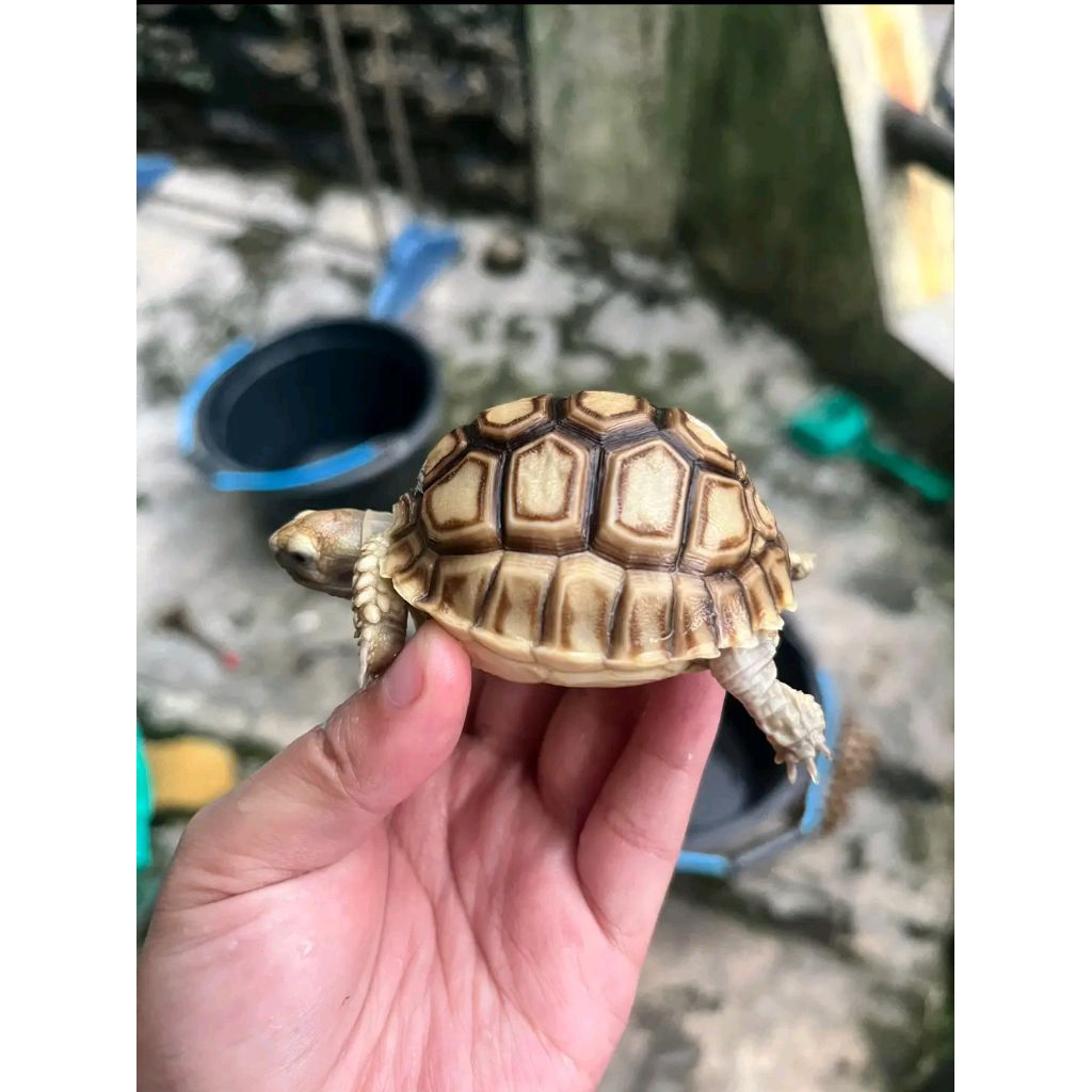 sulcata 7 cm mulus sehat