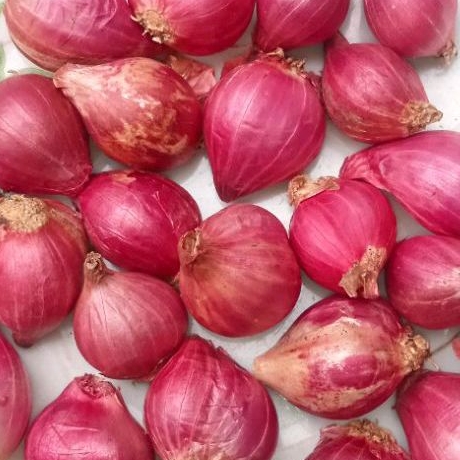 

BAWANG MERAH TANGGUNG CAMPUR