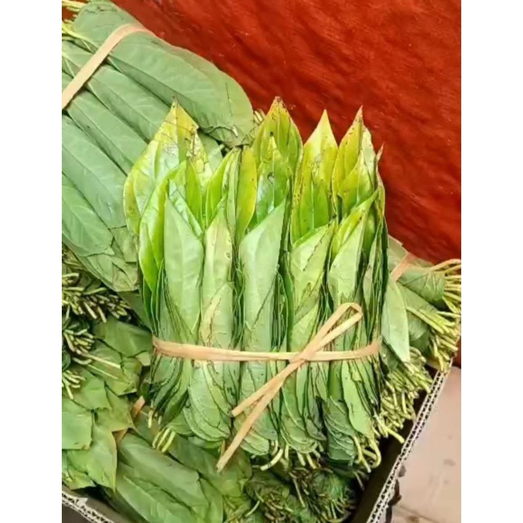 DAUN SIRIH MEDAN TANAH KARO ASLI