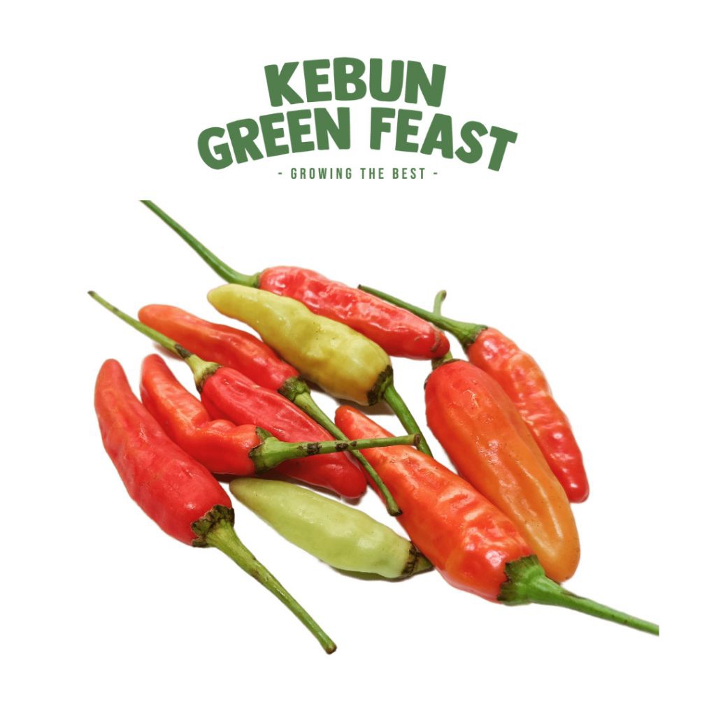 Cabe Caplak - Cabe Segar