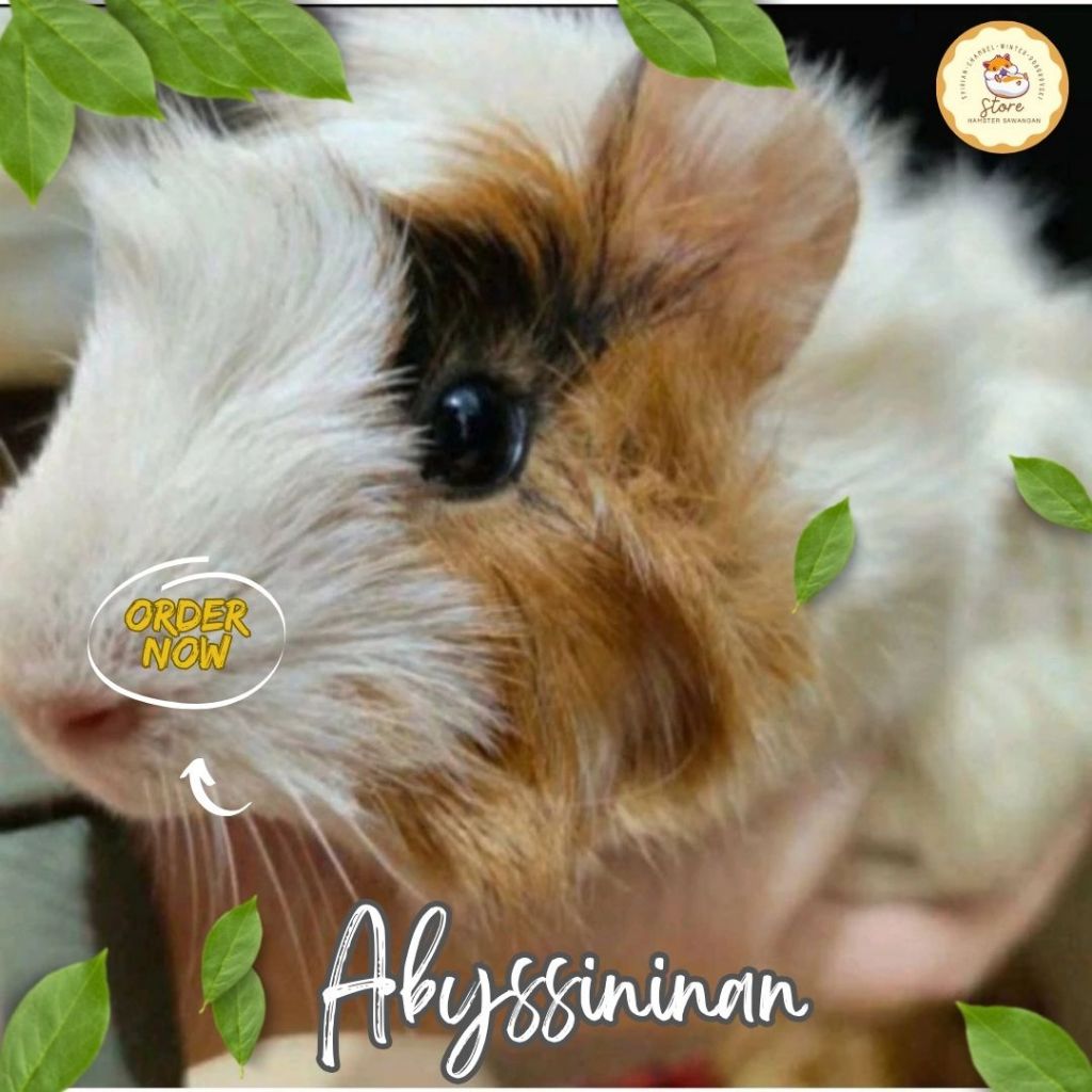 MARMUT / GUINEA PIG JENIS ABYSSINIAN (MARMUT BULU JABRIK)