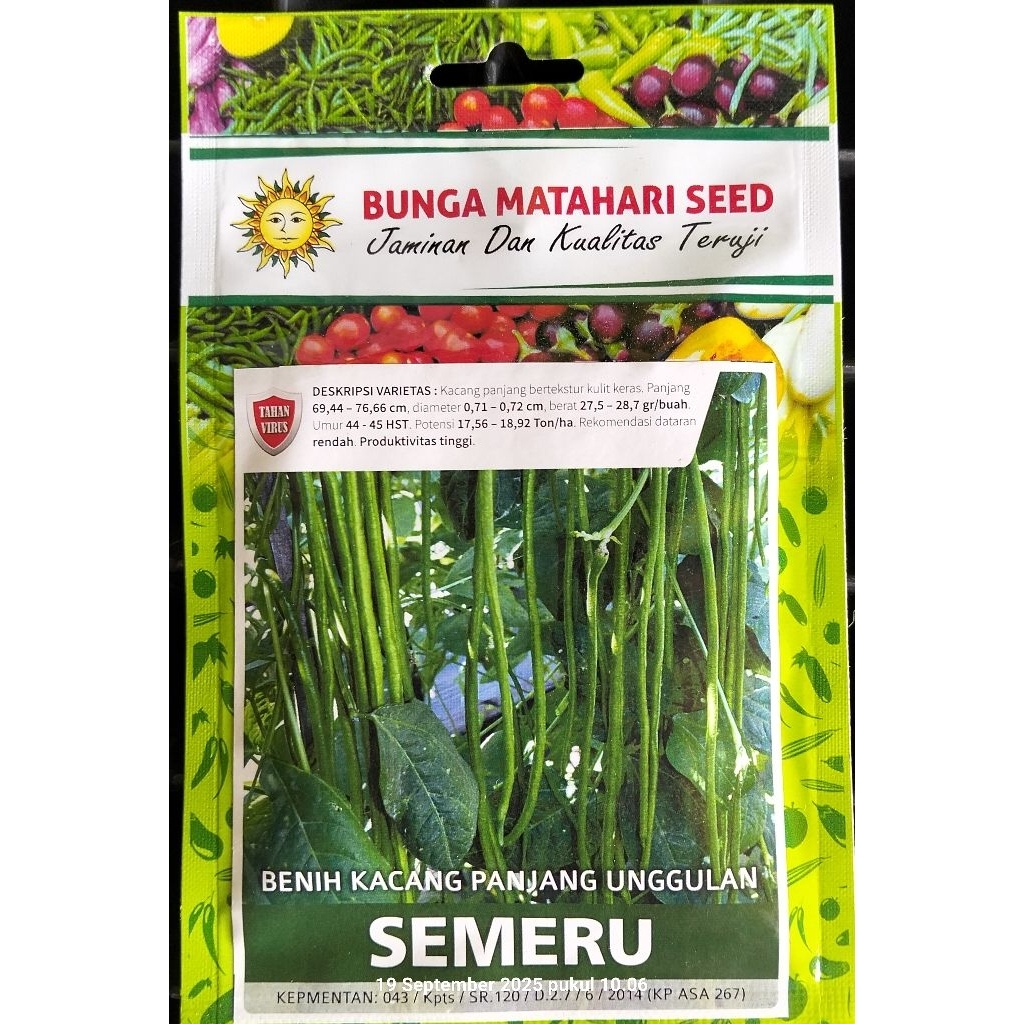 BENIH KACANG PANJANG SEMERU