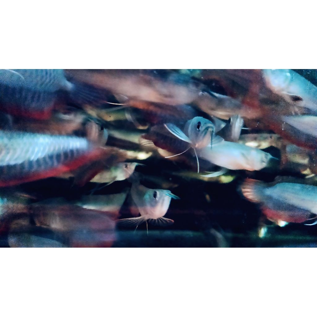 PLASTIK ISI ARWANA SILVER RED 13 - 35cm