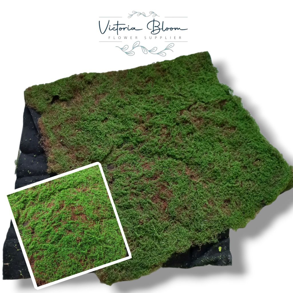 Moss Artifical/Karpet Rumput/Karpet Lumut/Karpet Dekorasi/Hiasan Dinding/Dekorasi Taman