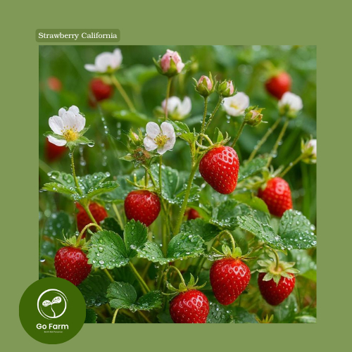 Benih Bibit Strawberry California (Genjah) Stroberi Merah Manis 25 biji
