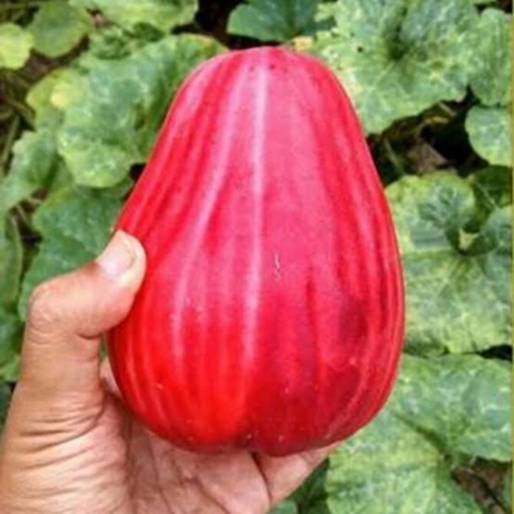 JAMBU JAMAIKA - JAMBU BOL FRESH 1 KG