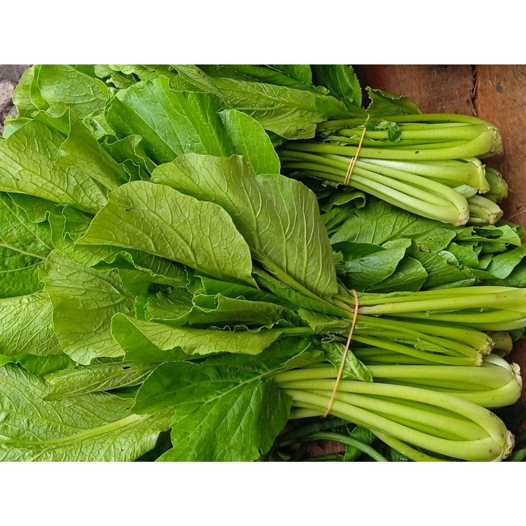 Sawi hijau atau sosin segar dan berkualitas bandung