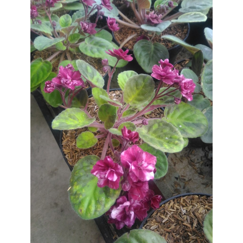 Tanaman Bunga Hias Violces - violces - violet - tanaman hias violet - violces ungu