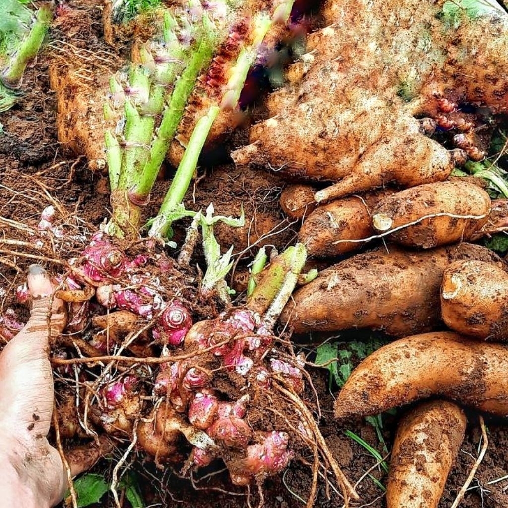 Hai Mampir Shop Bibit Umbi Yakon Rimpang Segar Tanaman Herbal Manis & Sehat Harga Kualitas Unggul