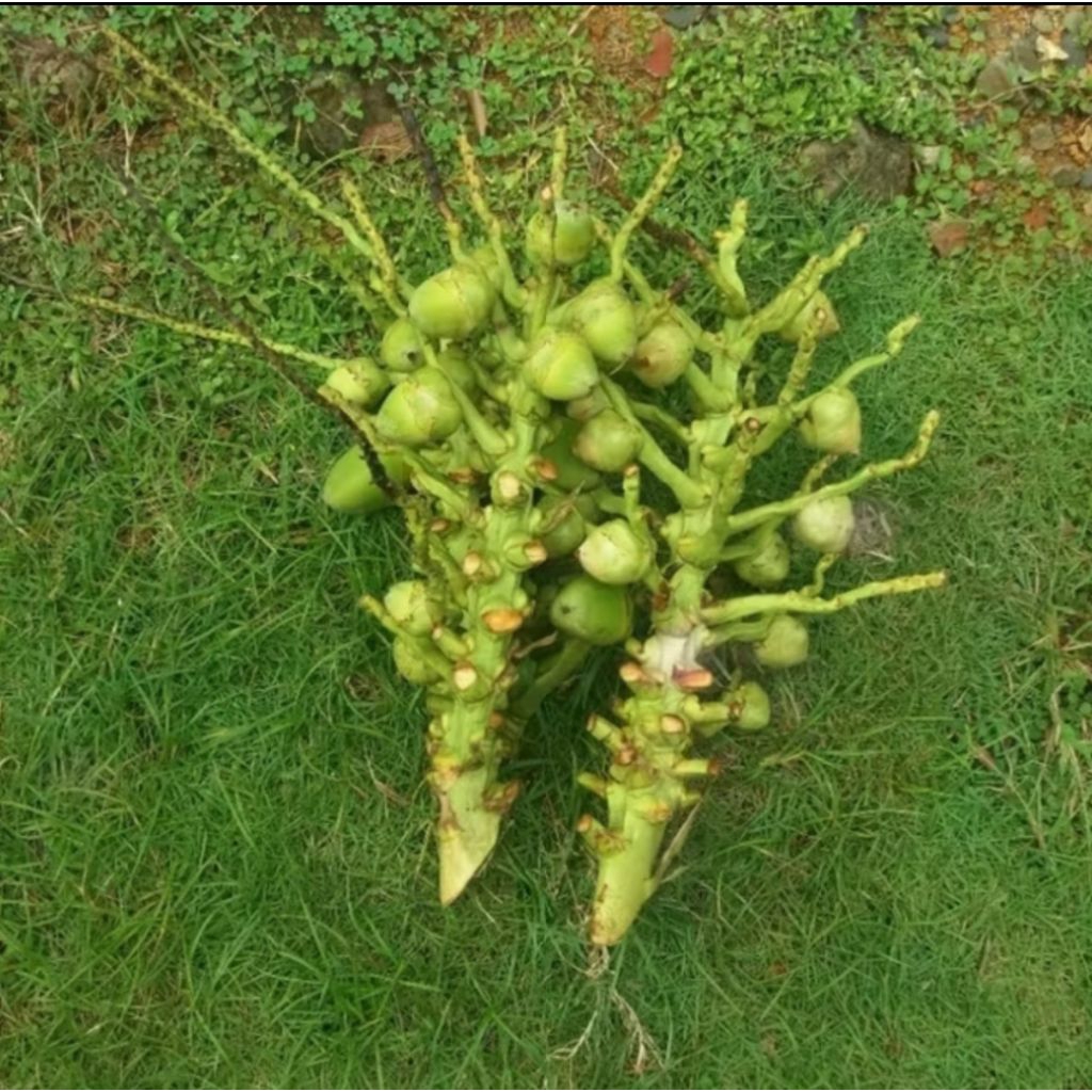 

10 Buah Bluluk Kelapa/Tembuluk fresh