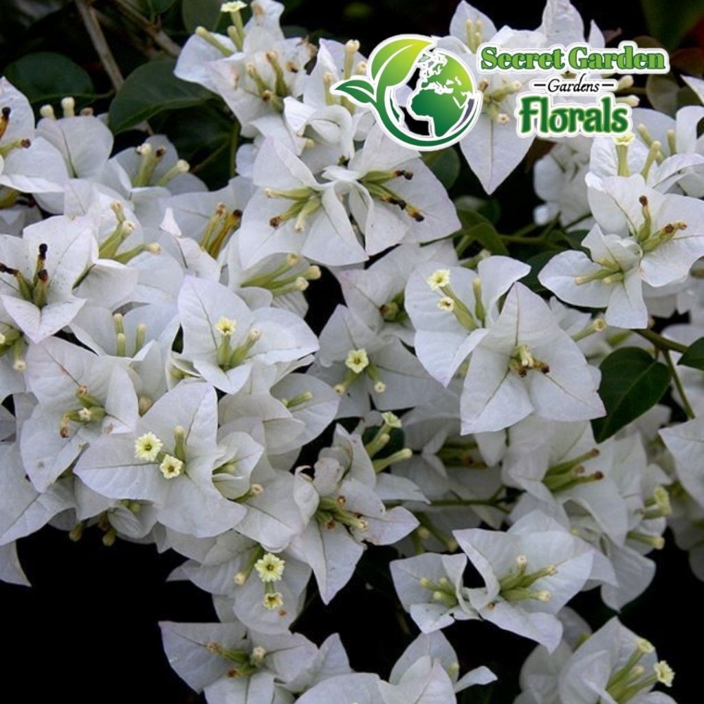 Tanaman Hias Bibit Bunga Bougenvillea Bunga Putih Bunga Hias Bibit Bougenvillea