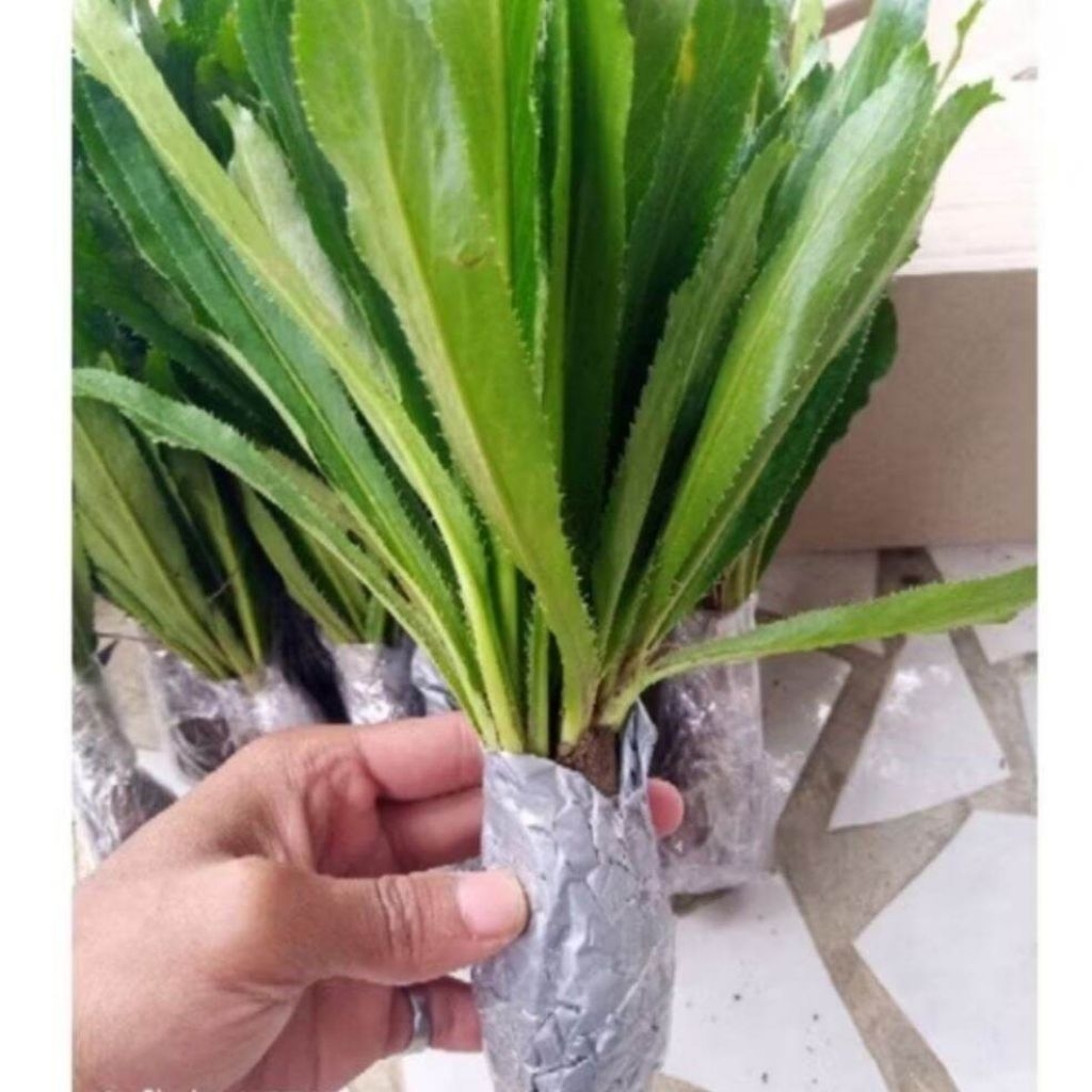 Bibit walang sangit - walang China - campuran esen alami ikan nila