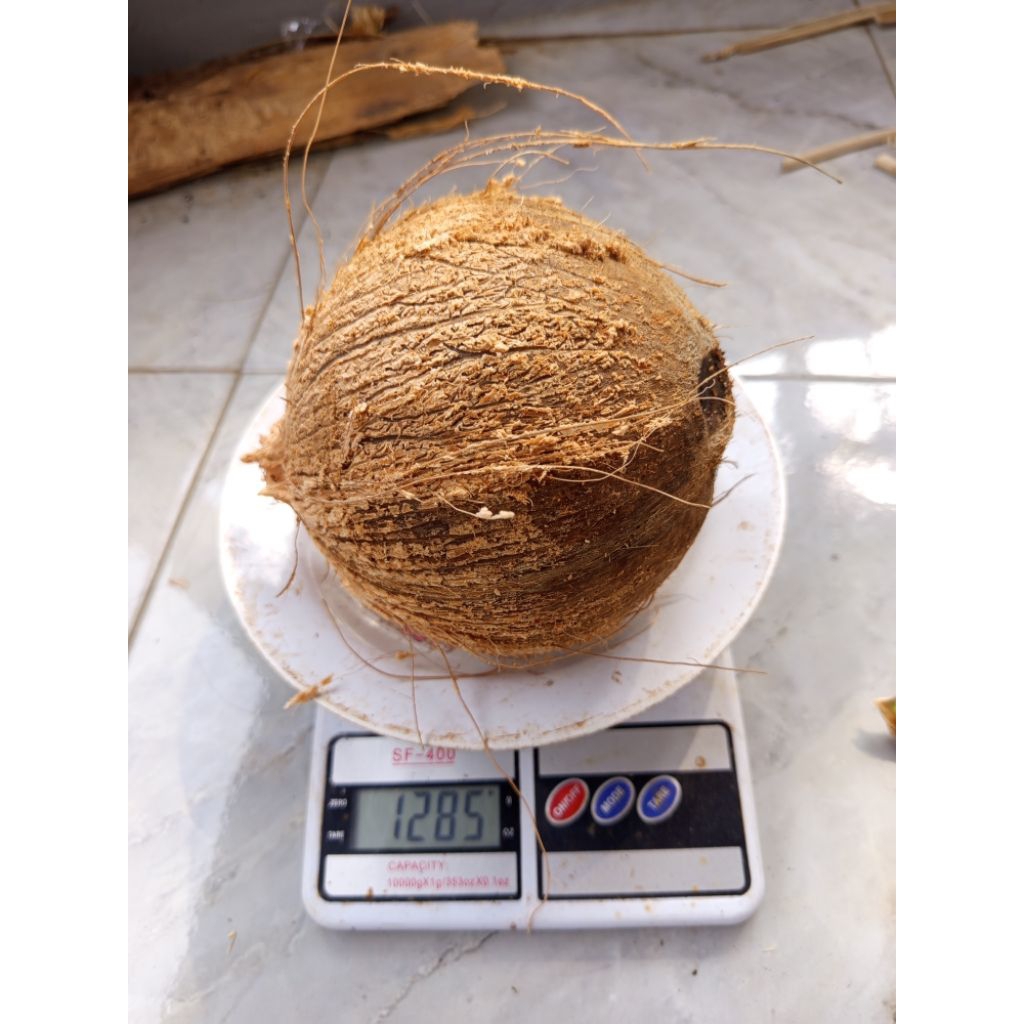 termurah kelapa tua fresh / kelapa tua bulat utuh