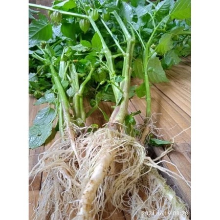 

Daun Ciplukan Segar 1kg Herbal Kualitas Super