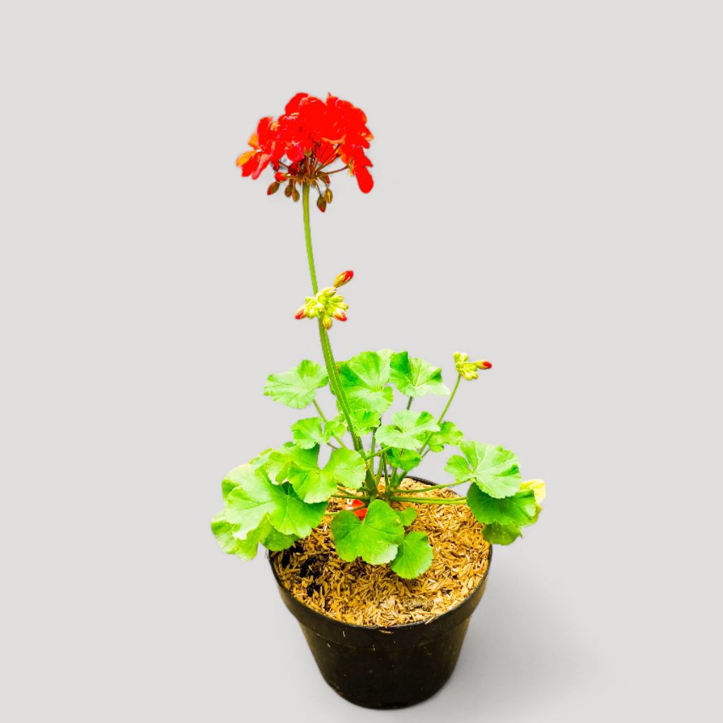 Tanaman Geranium: Bikin Rumah Lebih Berwarna, Shopee COD Murah
