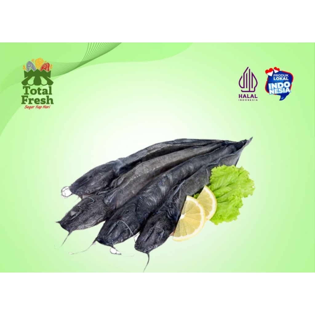ikan lele 1 kg bogor