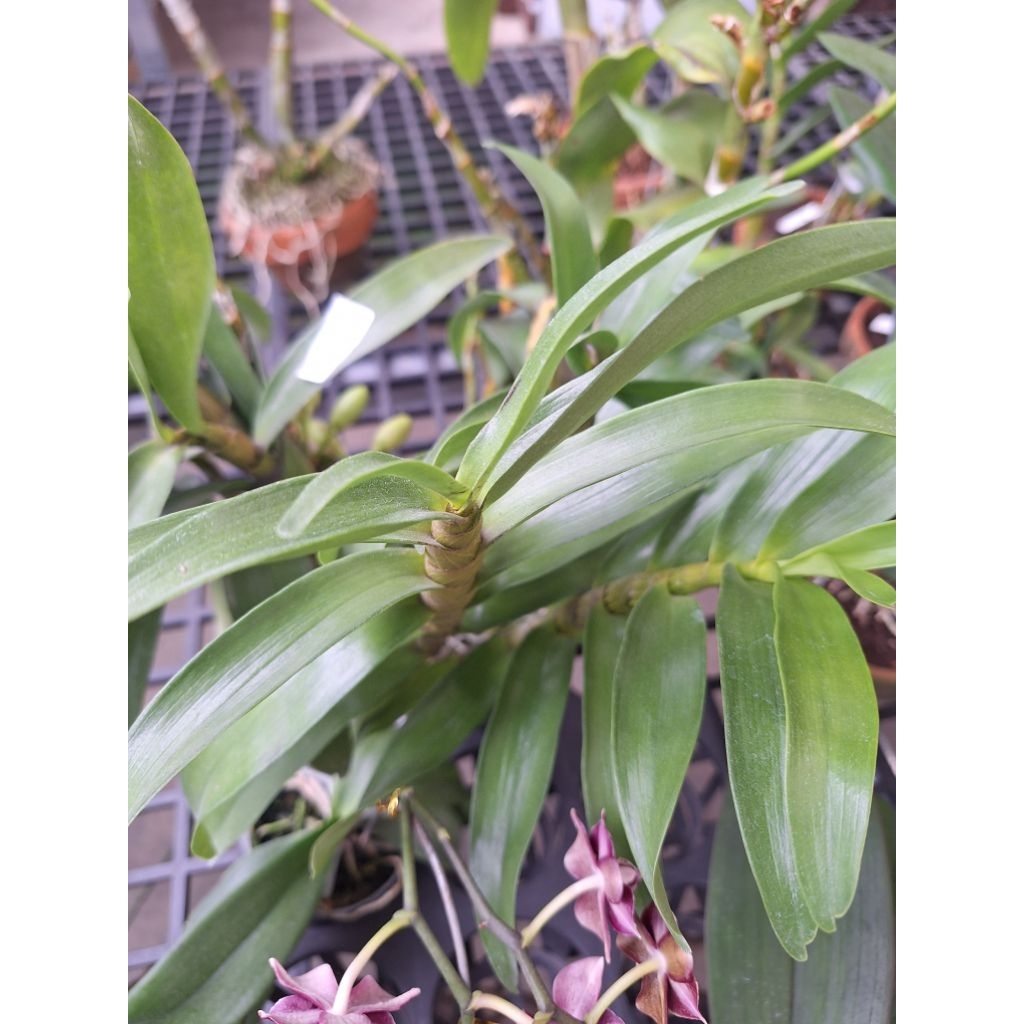 anggrek dendro nobile K1