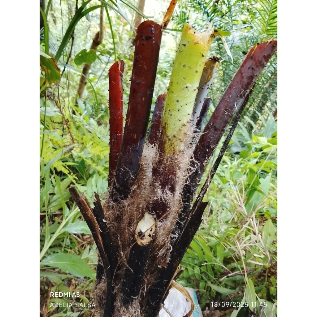 Bibit tanaman paku tihang / pakis monyet murah