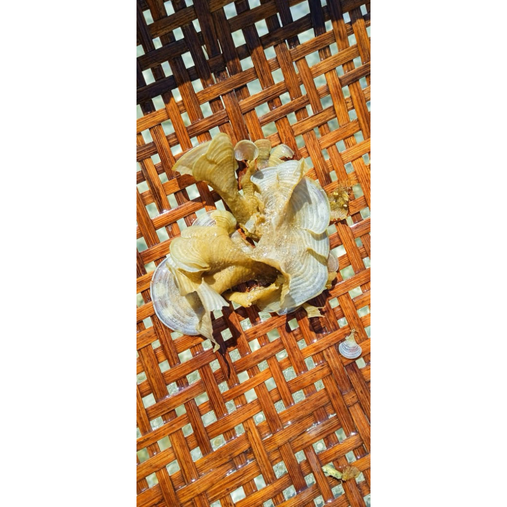 Rumput Laut Padina.sp | Alga Coklat