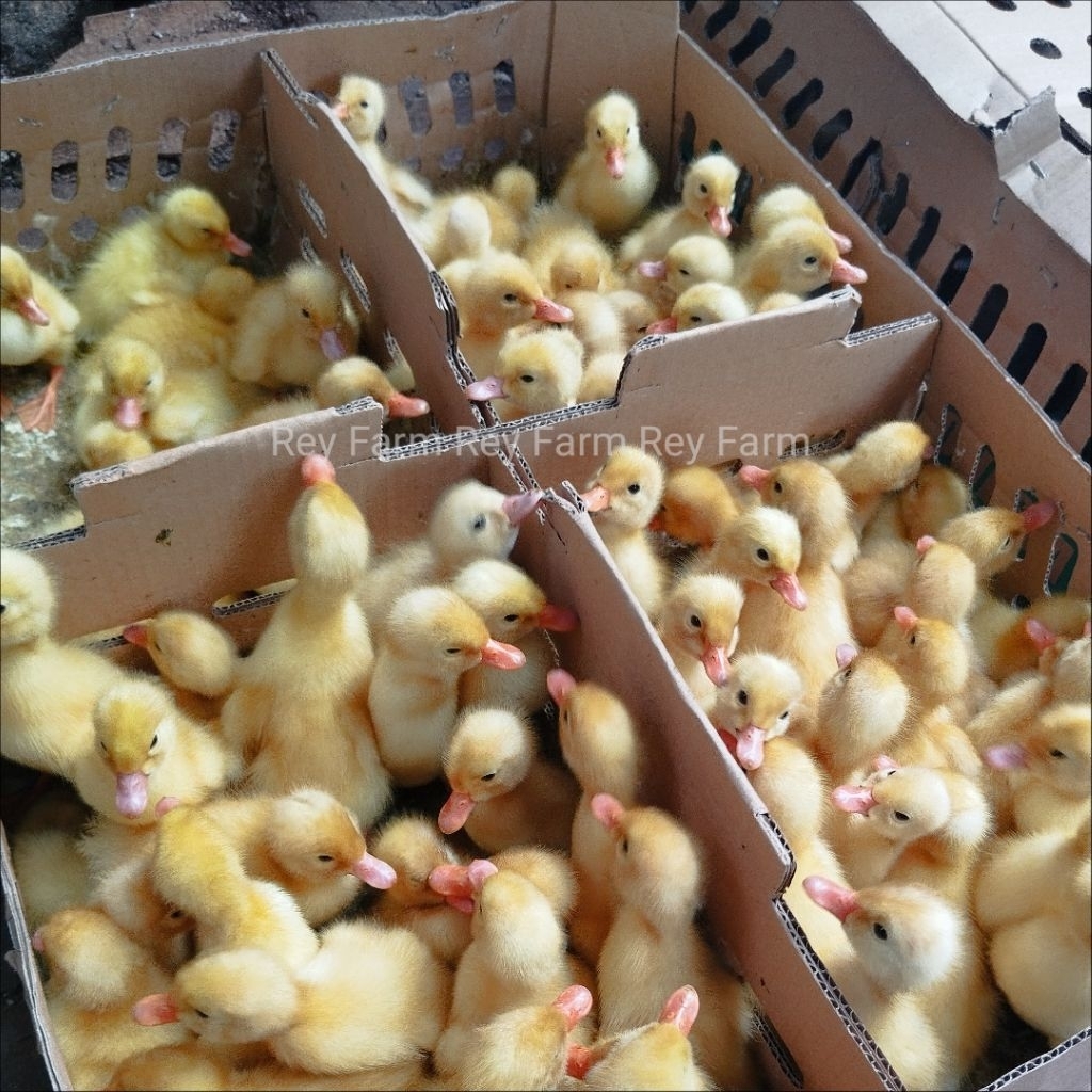 Bibit bebek Peking 1 Bok isi 100 ekor