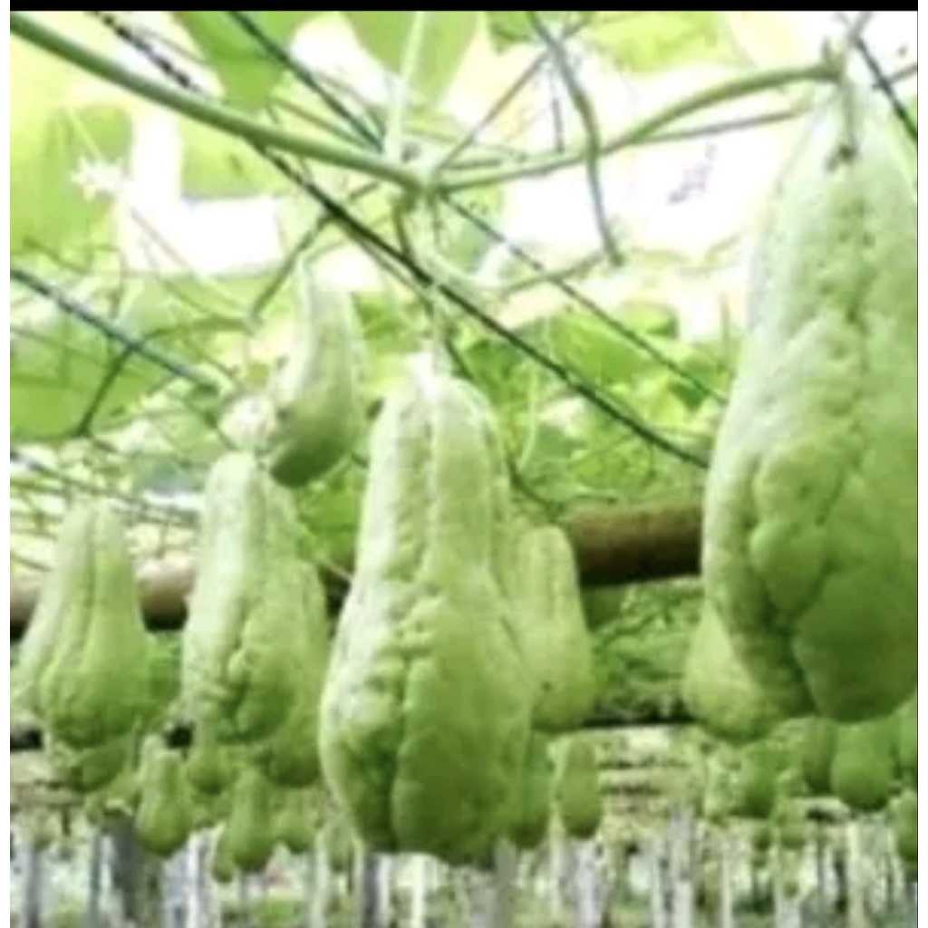 

Promo 3 Buah Bibit Labu Siam>Siap Tanam Kualitas Terjamin Di Ambil Dari Buah Pilihan