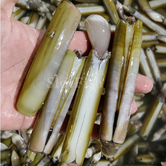 Kerang Bambu 1Kg Kerang Bambu Segar Seafood Kerang Laut Segar