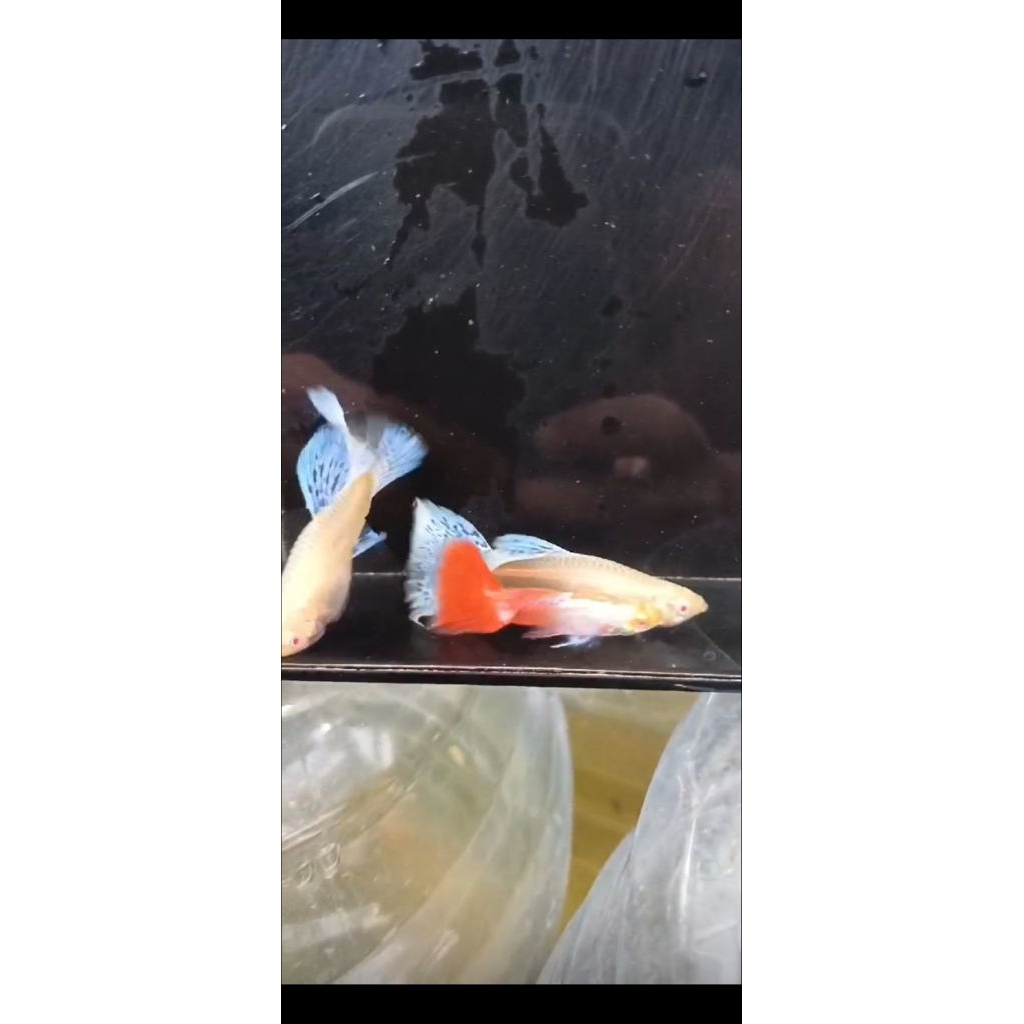 Hiasan Aquarium Guppy PRTDE Albino