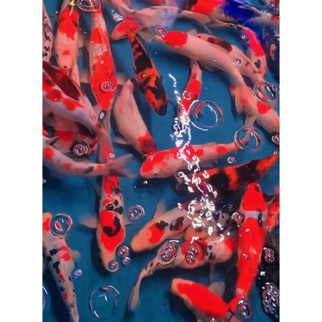 Hiasan kolam koi 18-24 cm