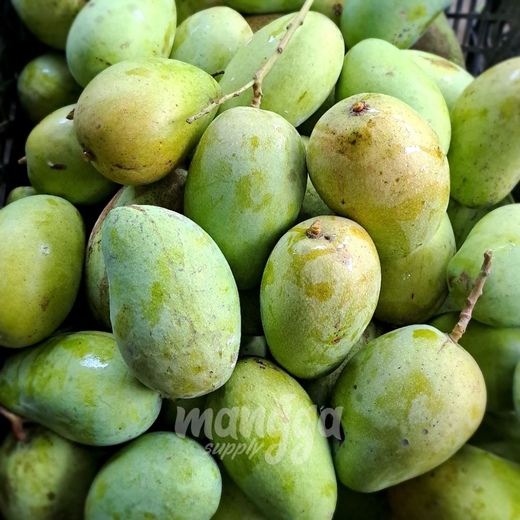 

Mangga Mengkel untuk Rujak / Mangga Rujak Mengkel