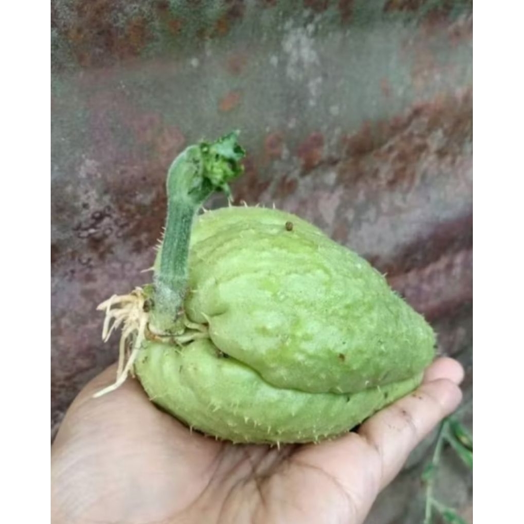 Bibit Labu Siam / Bibit Sayur Labu Siam Segar siap tanam