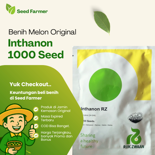 Benih Bibit Melon INTHANON RZ Rijk Zwaan Isi 1000 Butir Kemasan Original Rijk Zwaan Pabrik