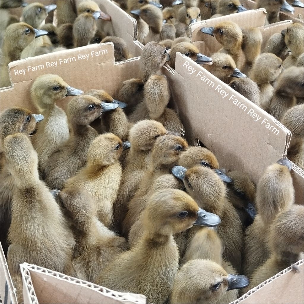 Bibit bebek petelur Mojosari 1 Bok isi 100 ekor