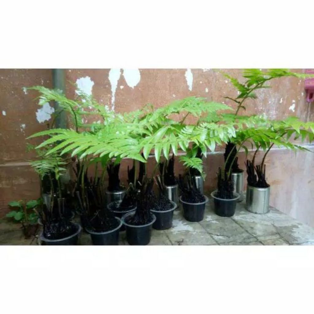 10 Bibit pakis sayur/ Tanaman Pakis Sayur siap tanam.