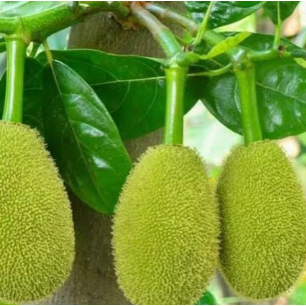 Buah nangka untuk gulai sudah kupas 1kg