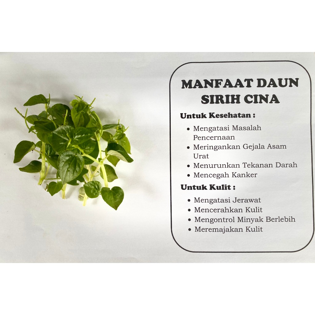 

DAUN SIRIH CINA | Tumbuhan herbal alam, dipetik saat ada pesanan