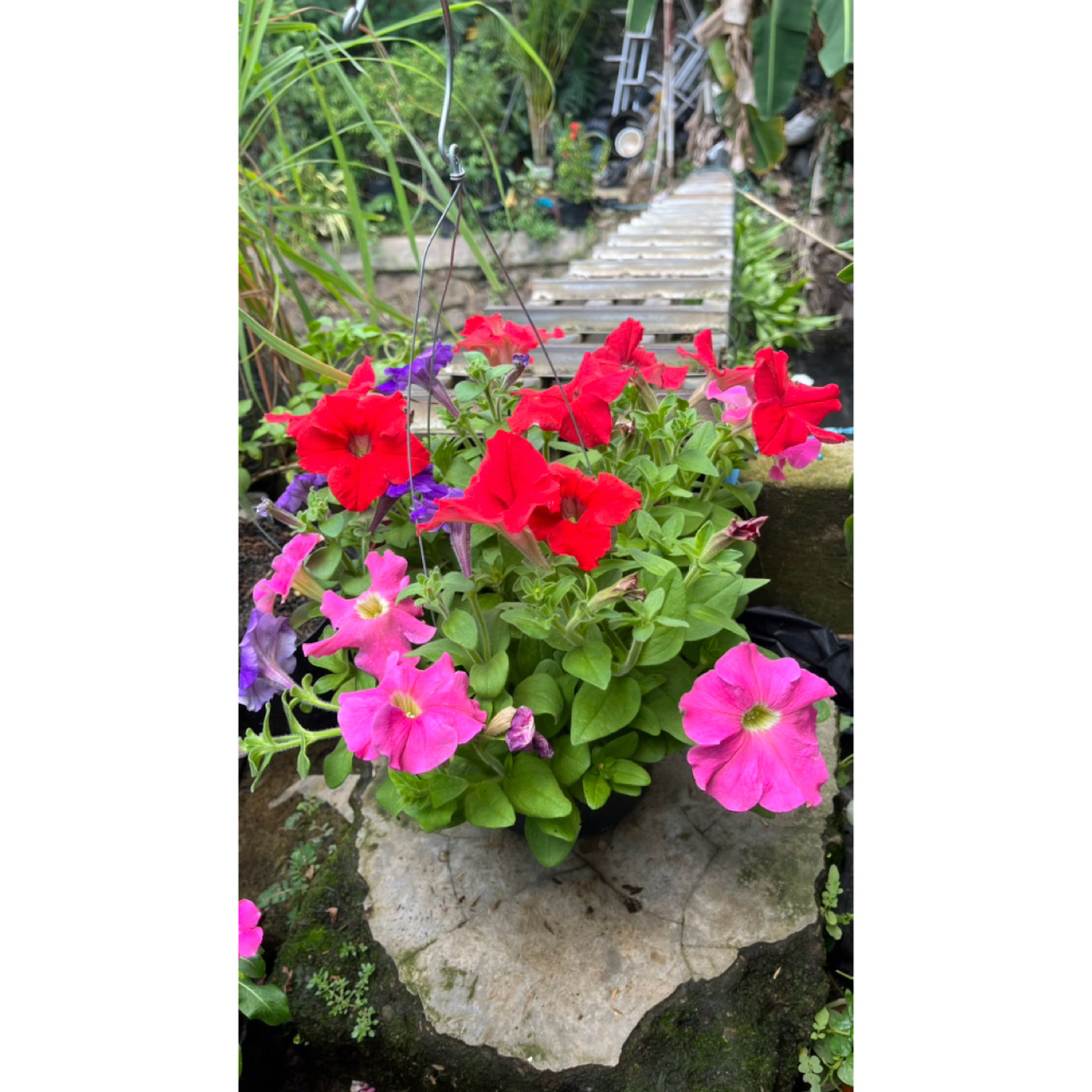 Bunga Petunia Satu Paket Dengan Pot