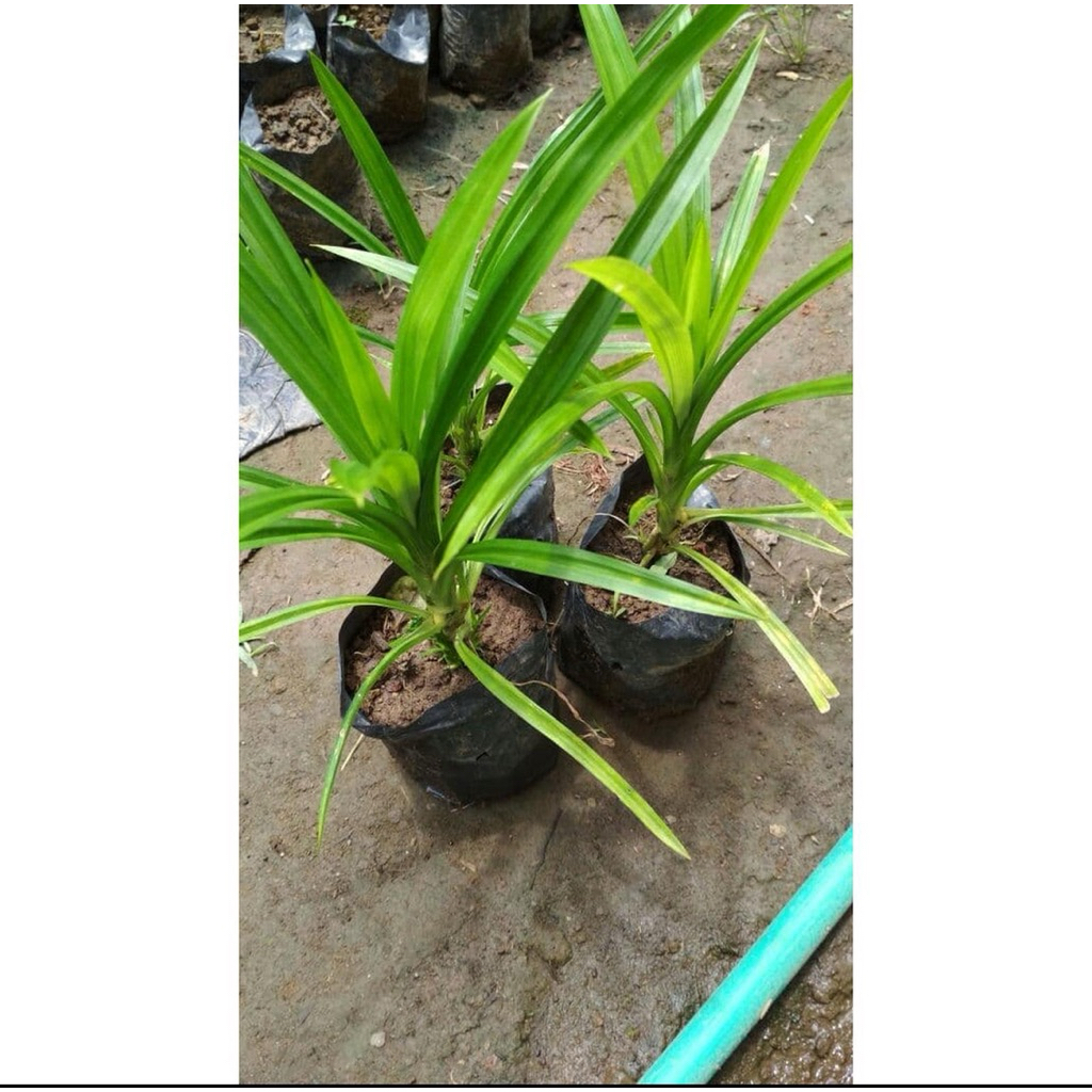 Daun pandan wangi / bibit tanaman daun pandan wangi