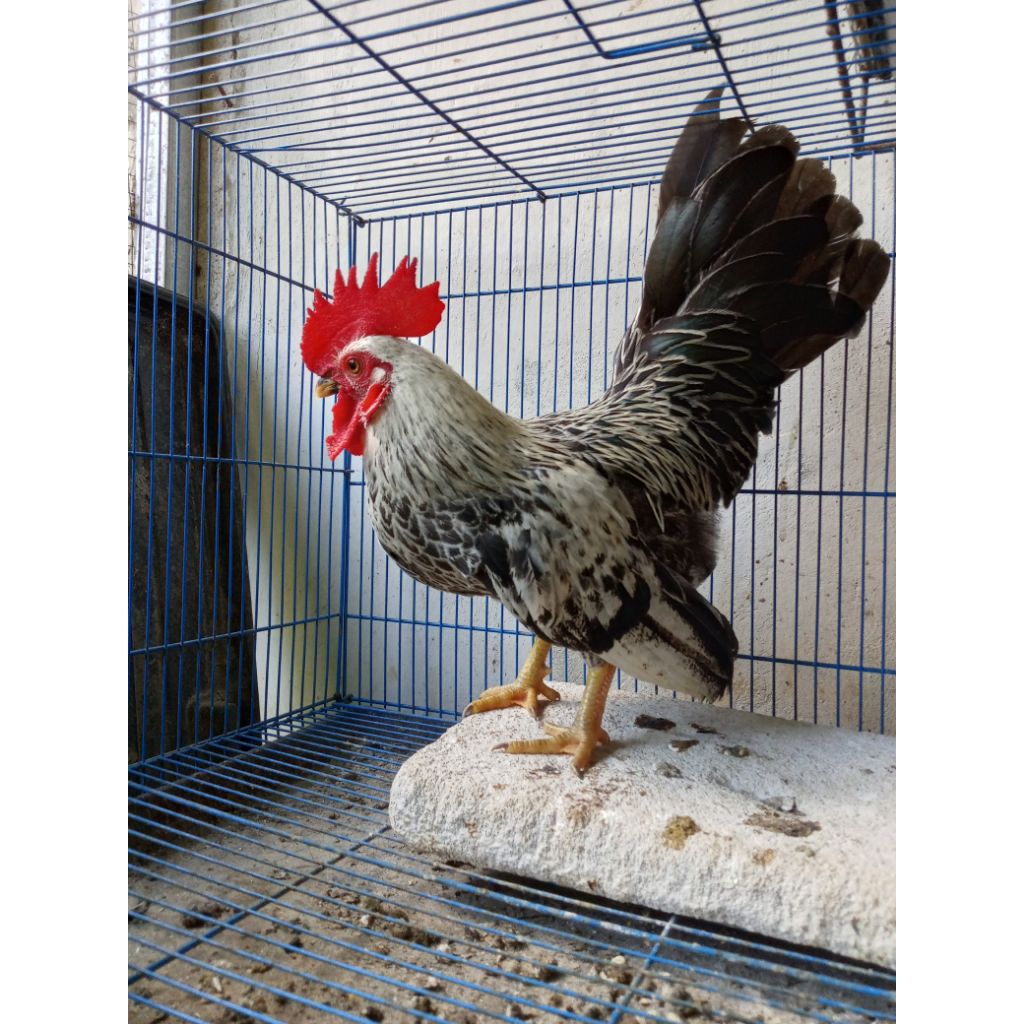 ayam Kate jantan istimewa