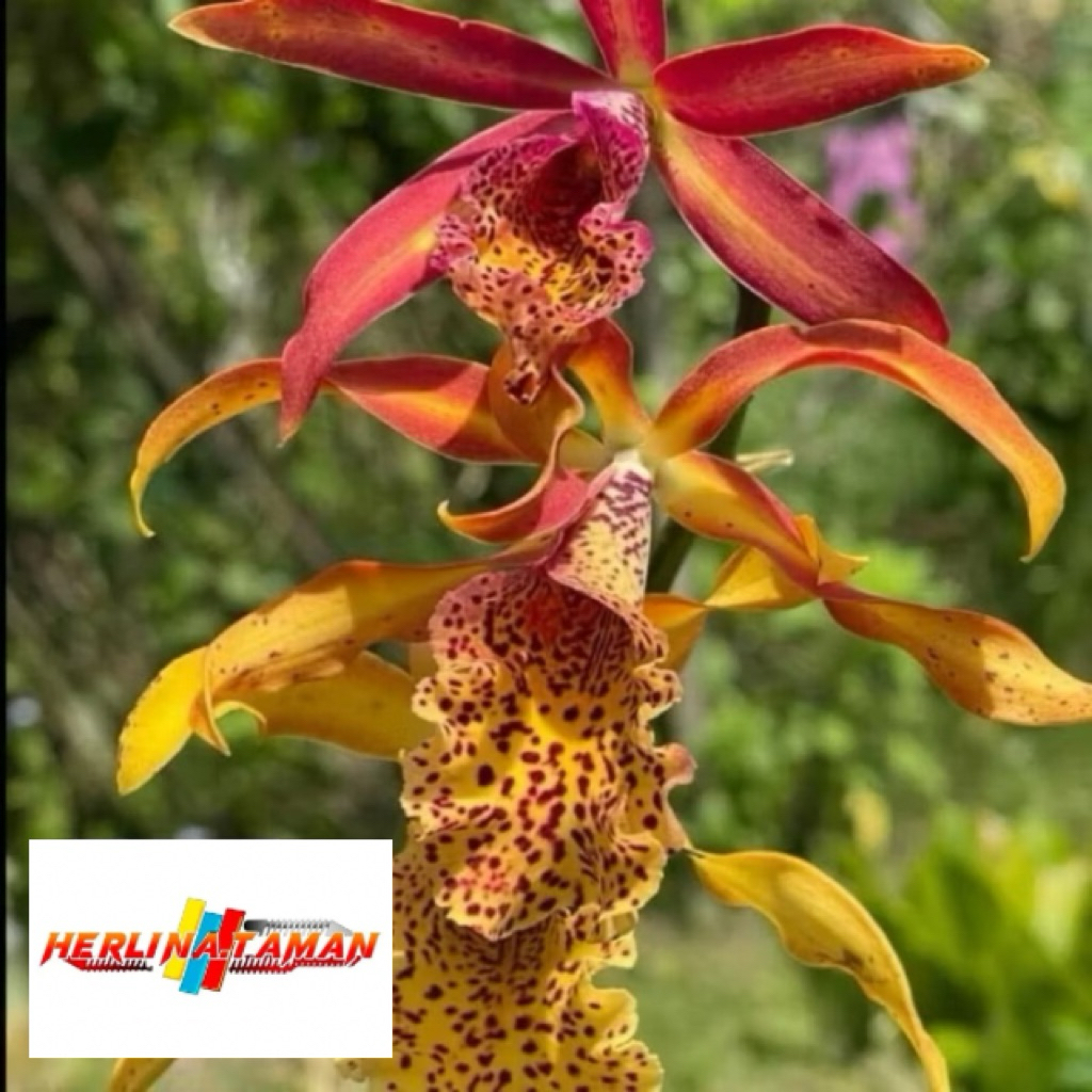 Anggrek Mcv Frances Fox - CATTLEYA Bumi Orchids Mericlone