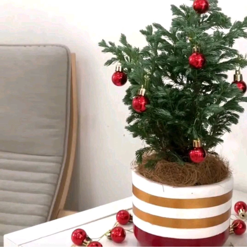 cemara perak kinoki || pohon natal cemara perak