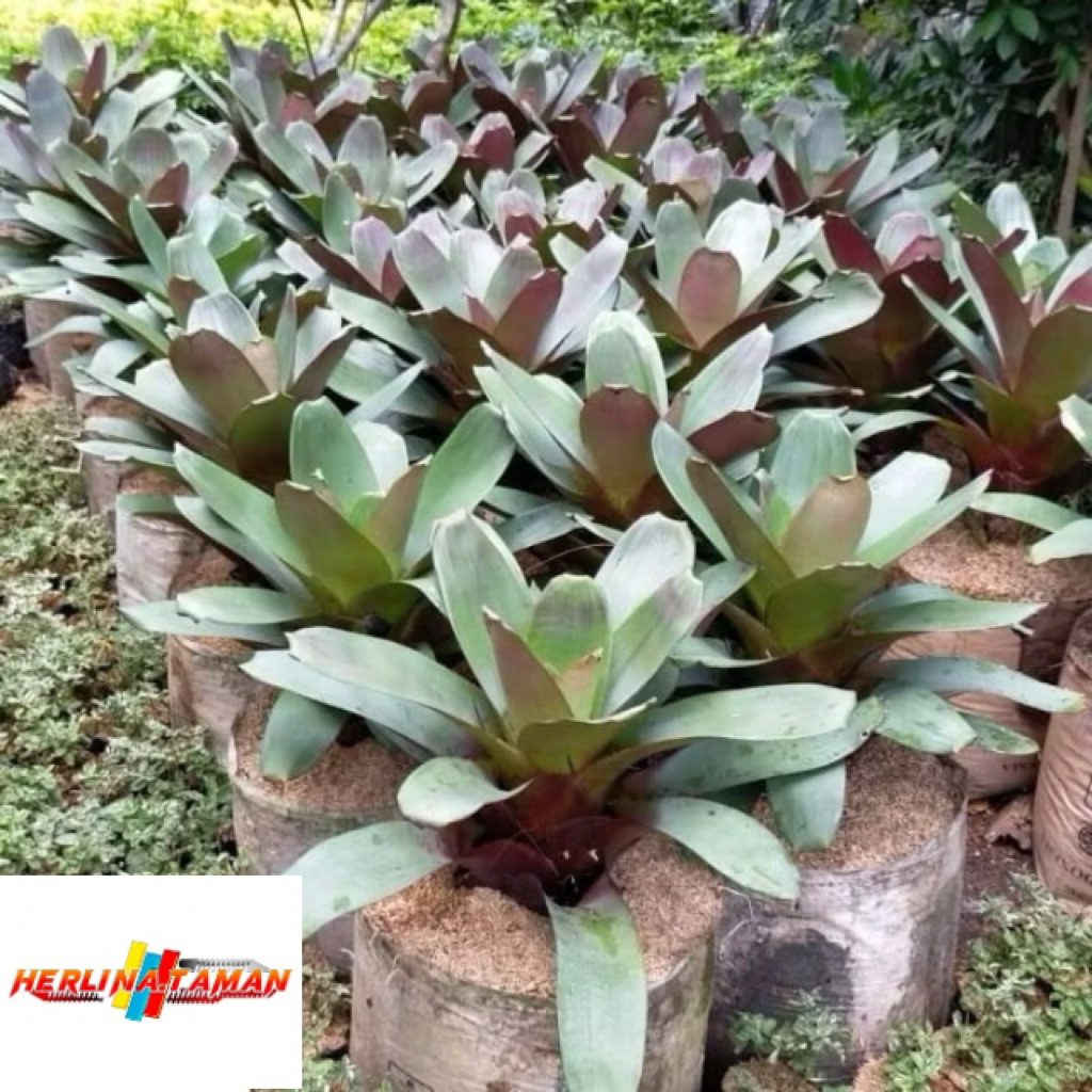 ( TERMURAH) Tanaman Hias Bromelia Giant Bromelia Besar Jumbo - Bunga Bromelia Giant