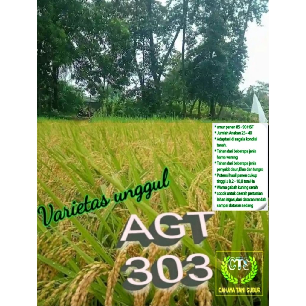 Agt 303 Benih Padi Bibit Unggul (1kg)