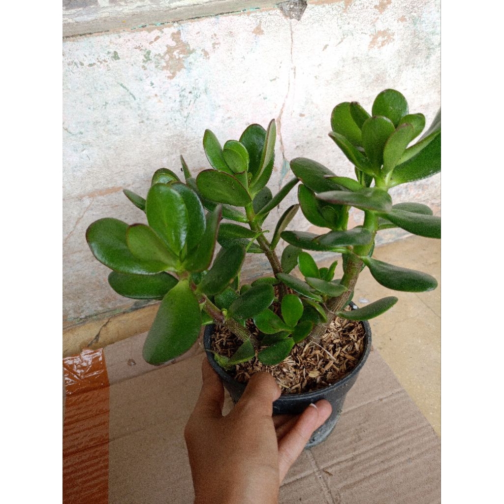 Tanaman jade plant crassula. tanaman giok